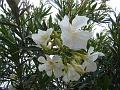 2008-0519_Oleander,Malaga,_Spain_1530_20_C